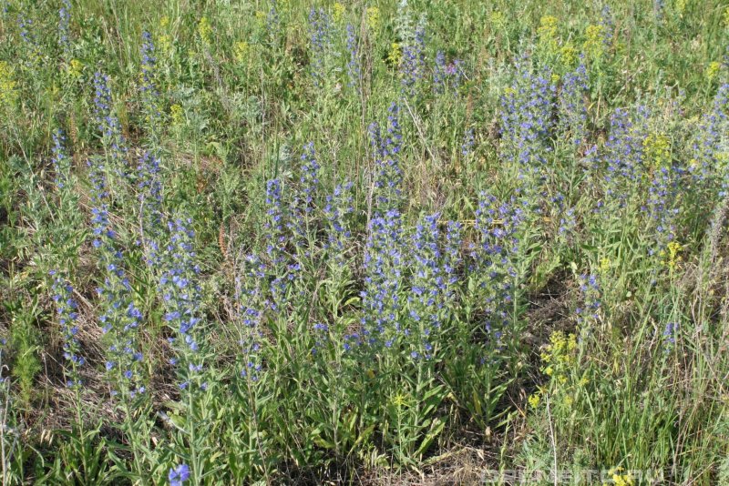Синяк обыкновенный, Румянка (Echium vulgare