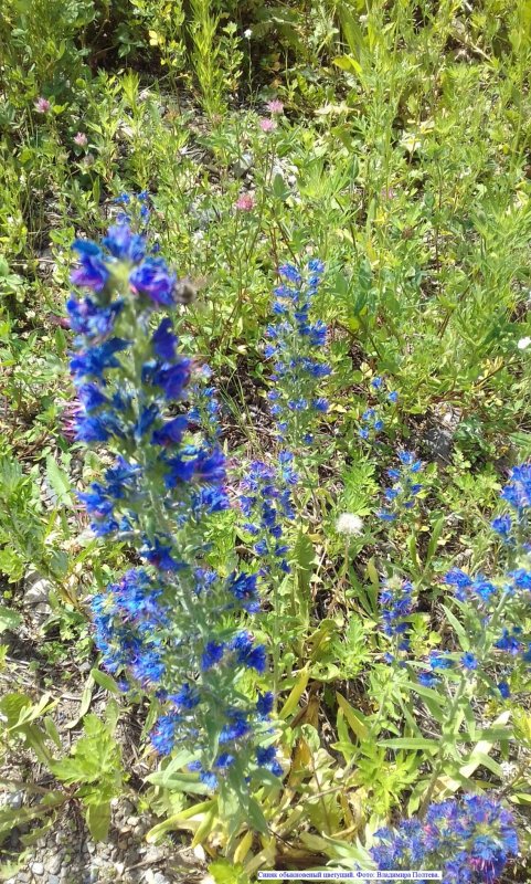 Echium vulgare синяк обыкновенный
