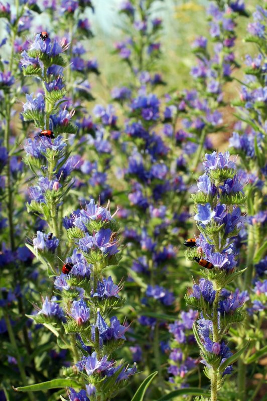 Echium vulgare синяк обыкновенный