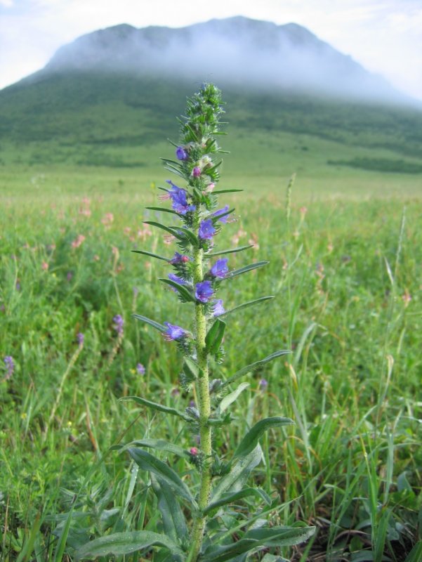 Echium vulgare синяк обыкновенный