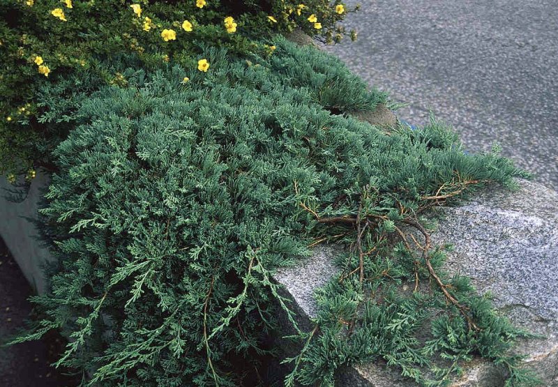 Можжевельник чешуйчатый Floreant
