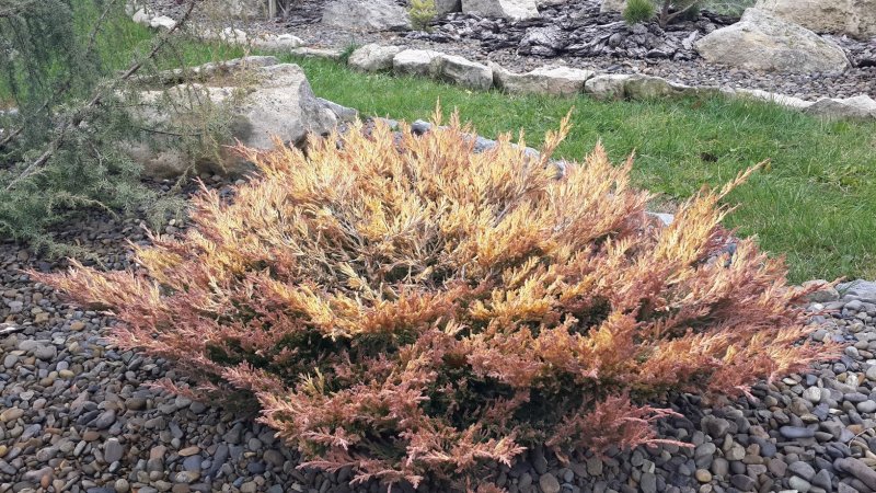 Можжевельник казацкий Tamariscifolia