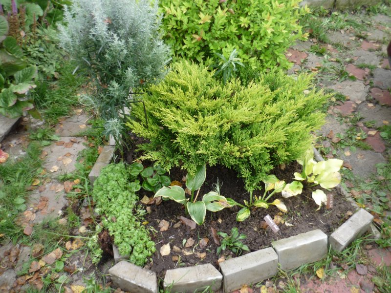 Juniperus horizontalis Limeglow
