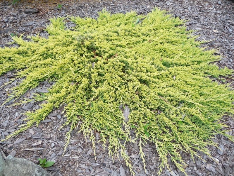 Juniperus horizontalis Limeglow