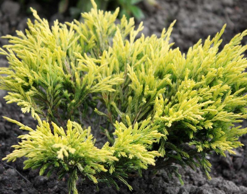 Juniperus horizontalis Limeglow