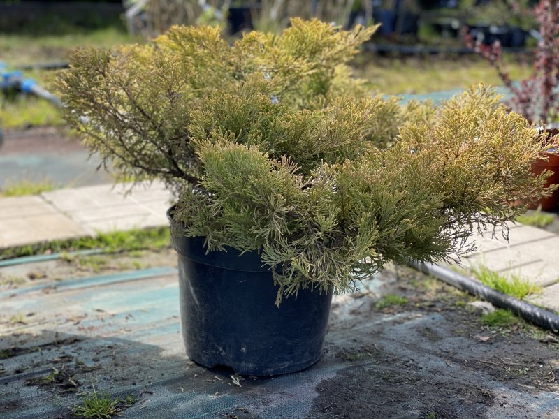Juniperus horizontalis Andorra Compact