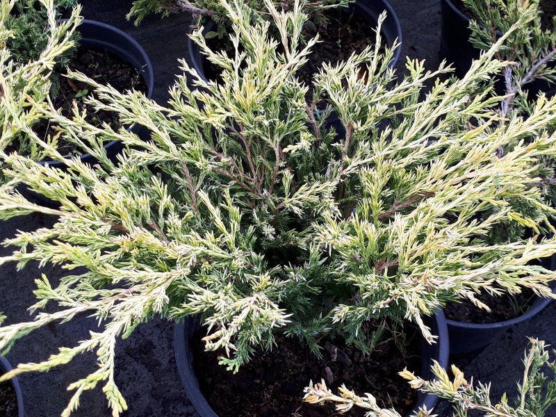 Juniperus horizontalis prostrata