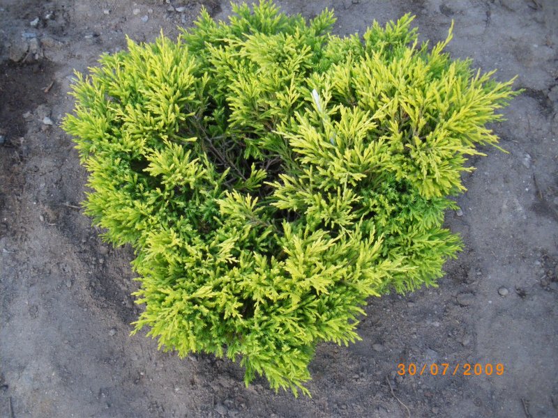 Juniperus horizontalis Andorra variegata