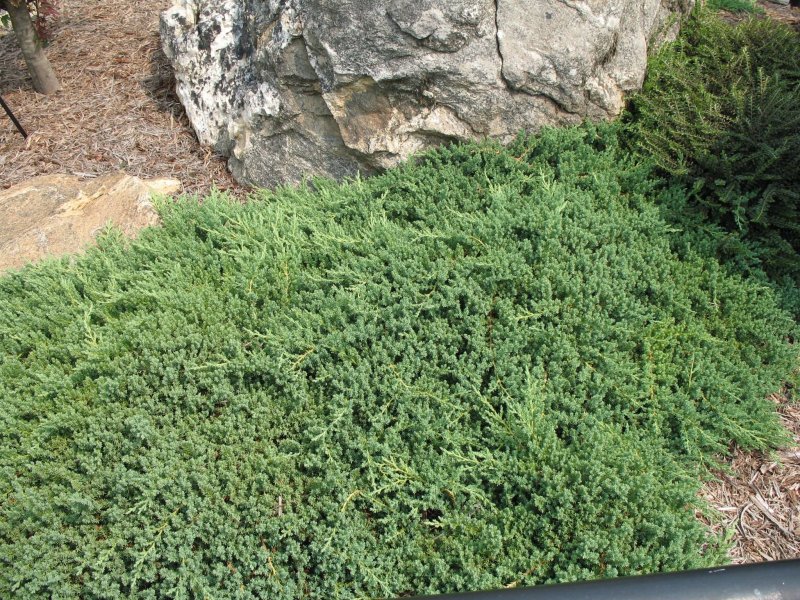 Juniperus horizontalis Wiltonii