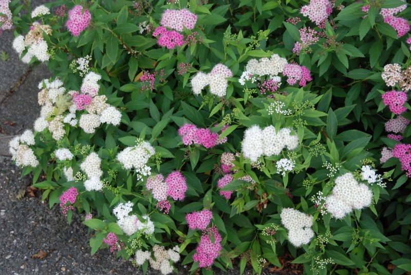 Спирея японская (Spiraea japonica `Genpei`)