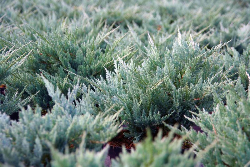 Juniperus можжевельник hor Blue Chip