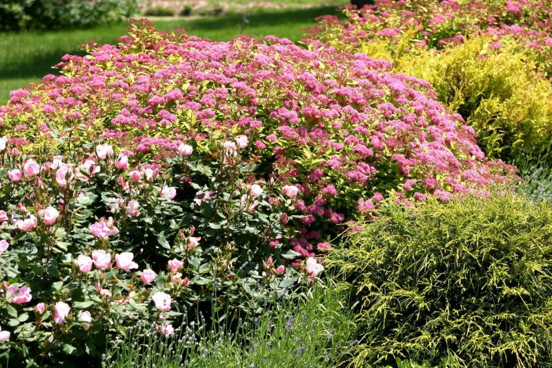 Спирея японская Spiraea japonica Genpei Cut