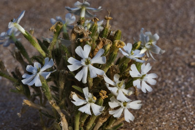 Silene pusilla