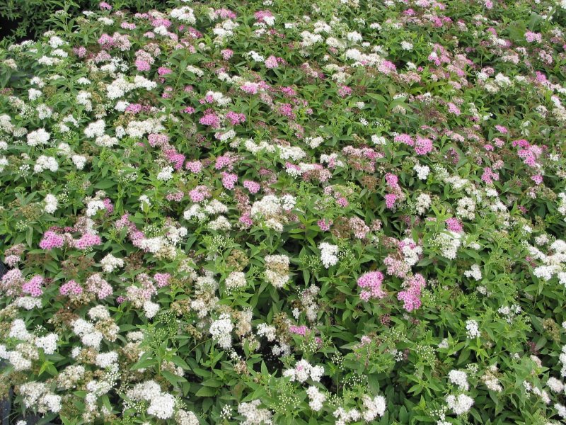Спирея японская (Spiraea japonica `Genpei`)
