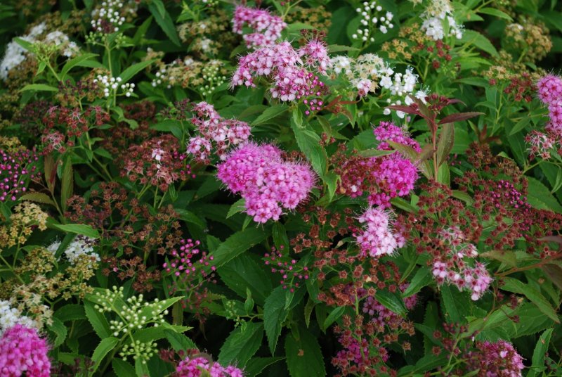 Spiraea japonica Shirobana