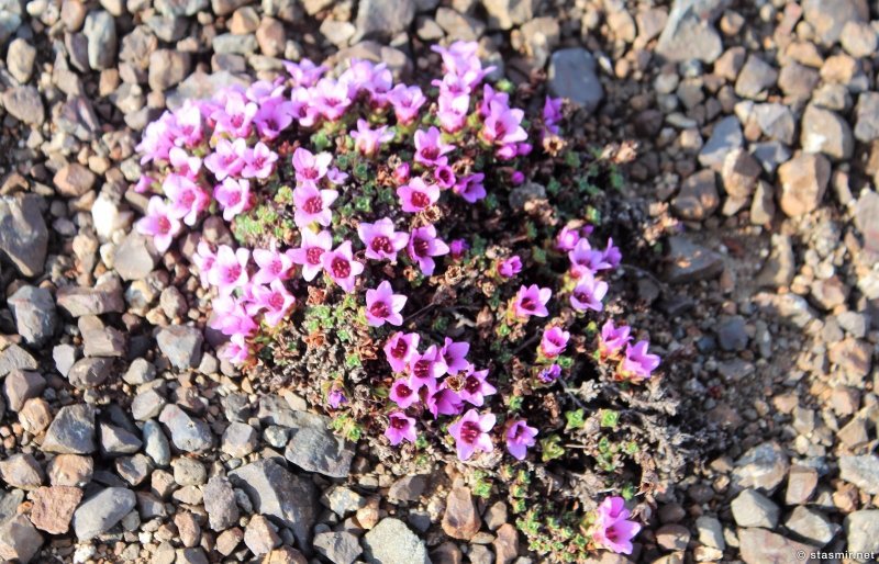 Кэмпион (Silene tomentosa)