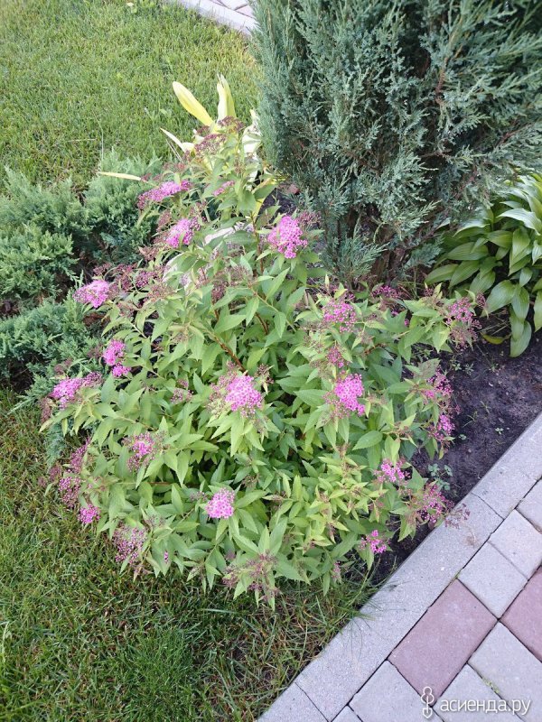 Spiraea japonica Shirobana