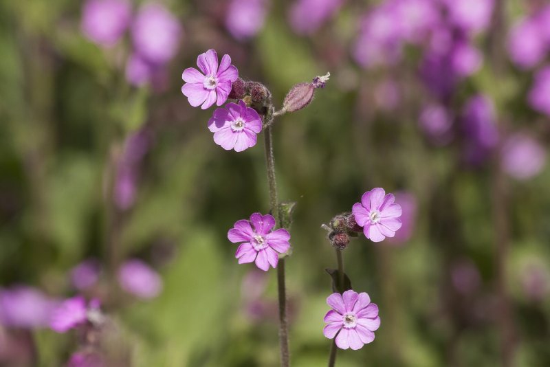 Смолёвка (Silene)