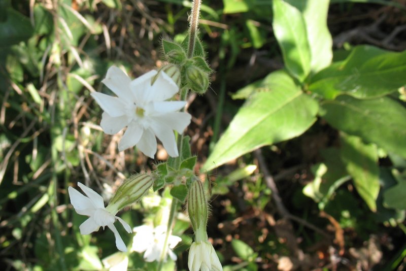 Смолевка ночная (Silene noctiflora)