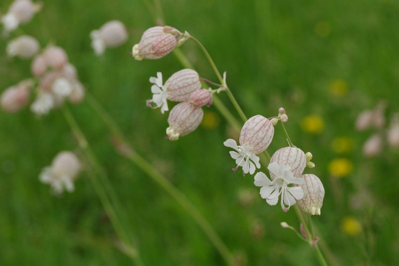 Silene acaulis