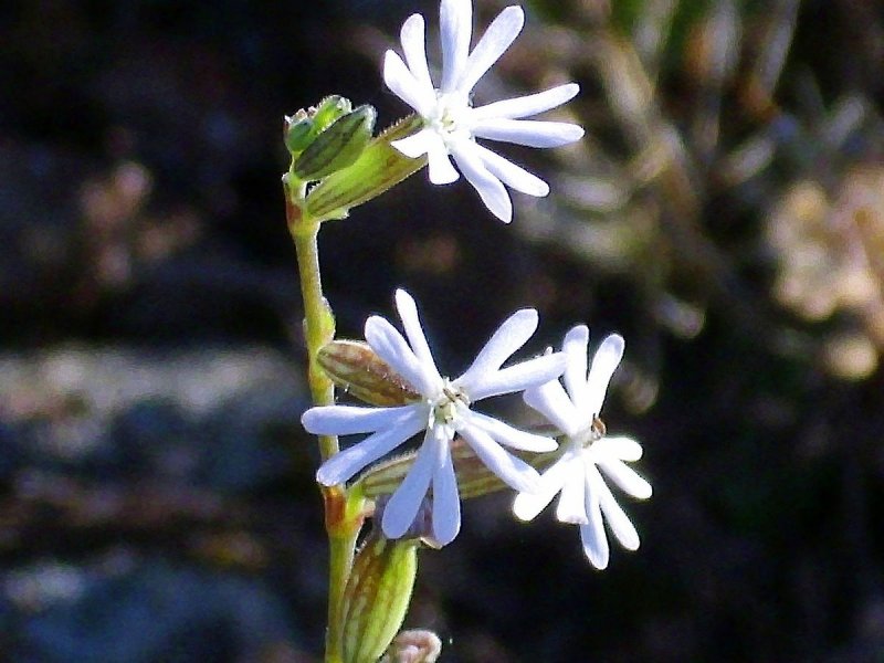 Смолевка Silene acaulis