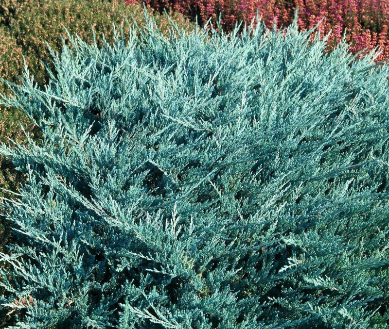 Juniperus horizontalis Блю чип