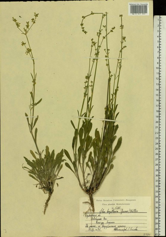 Silene vulgaris Смолевка обыкновенная