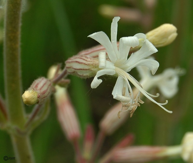 Genus Silene