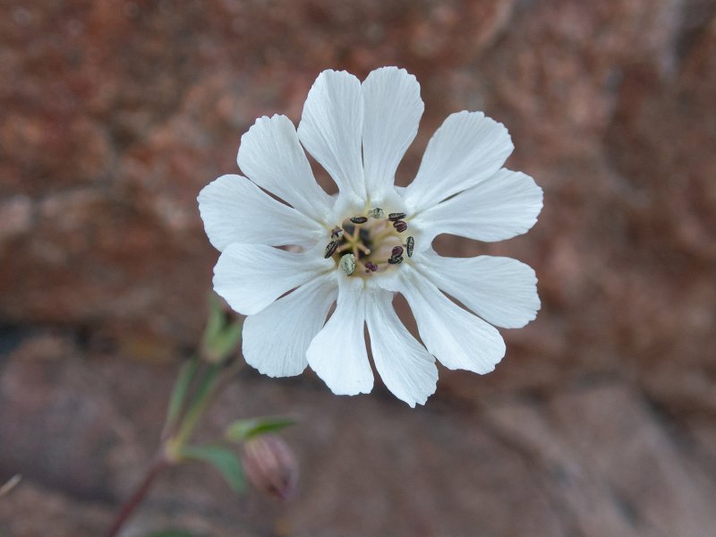 Silene vulgaris Смолевка обыкновенная