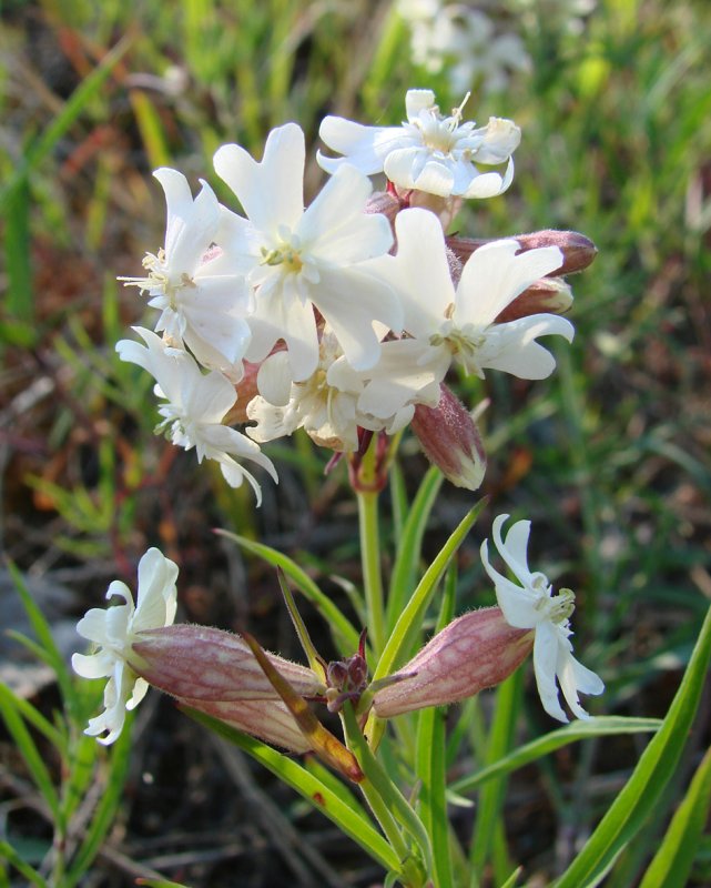 Смолевка обыкновенная(Silene cucupalus)