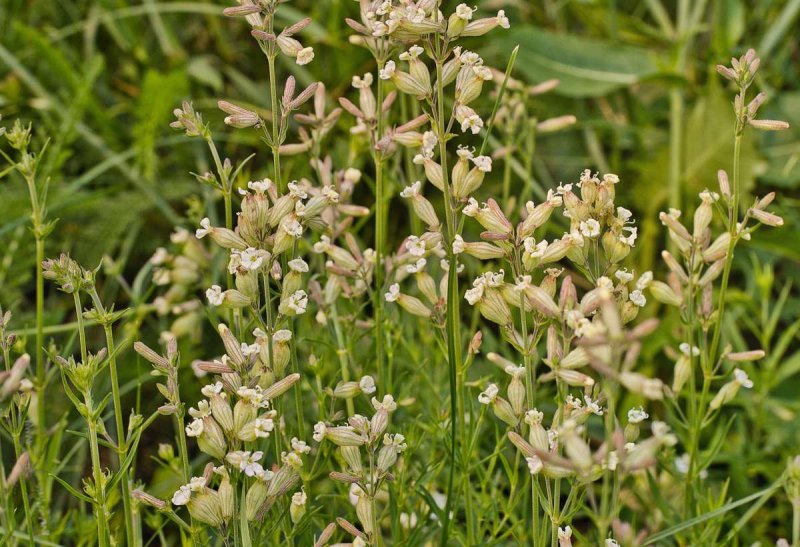 Смолёвка (Silene)