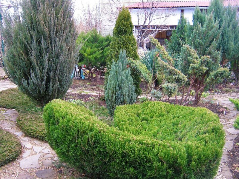 Можжевельник минджулиб