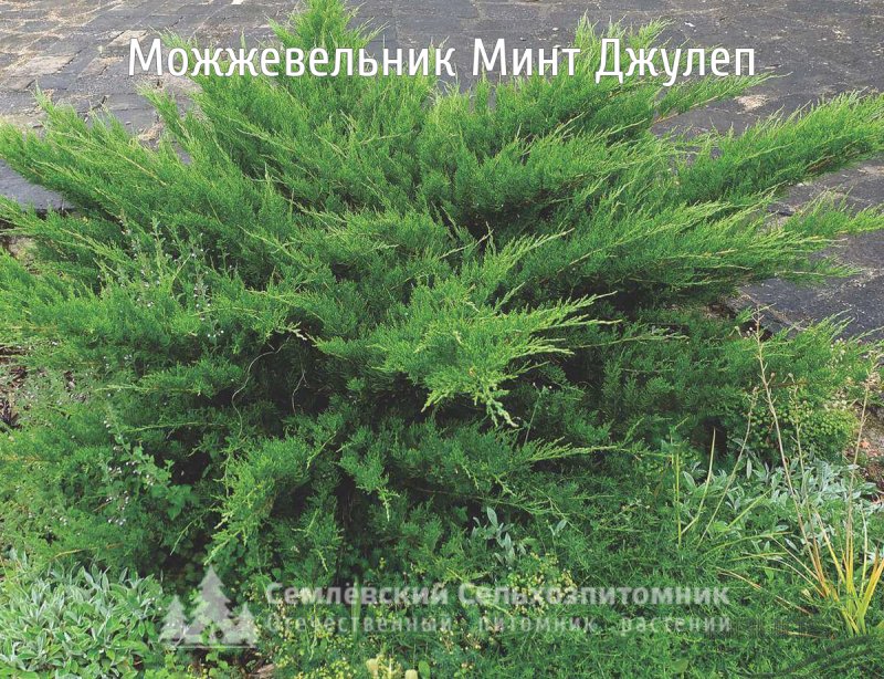 Можжевельник казацкий минт