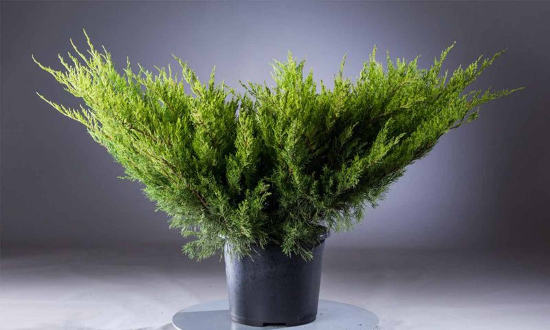 Можжевельник Mint джулеп
