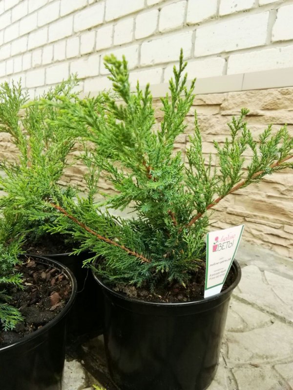 Можжевельник Mint Julep