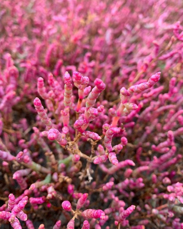 Солерос (Salicornia)