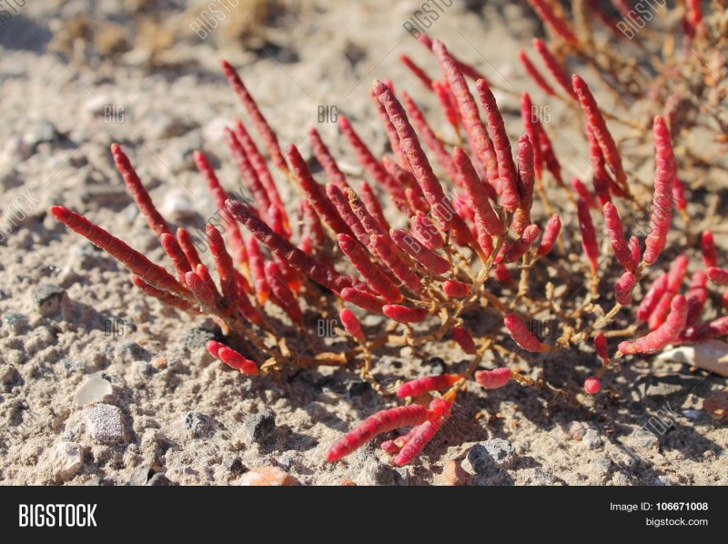 Salicornia herbacea
