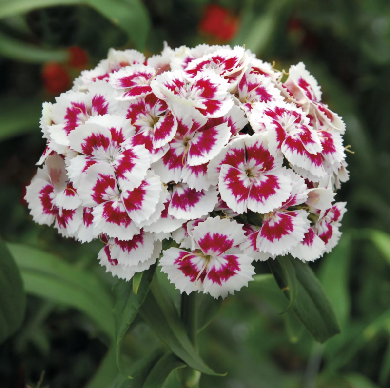 Садовая гвоздика (Dianthus caryophyllus)