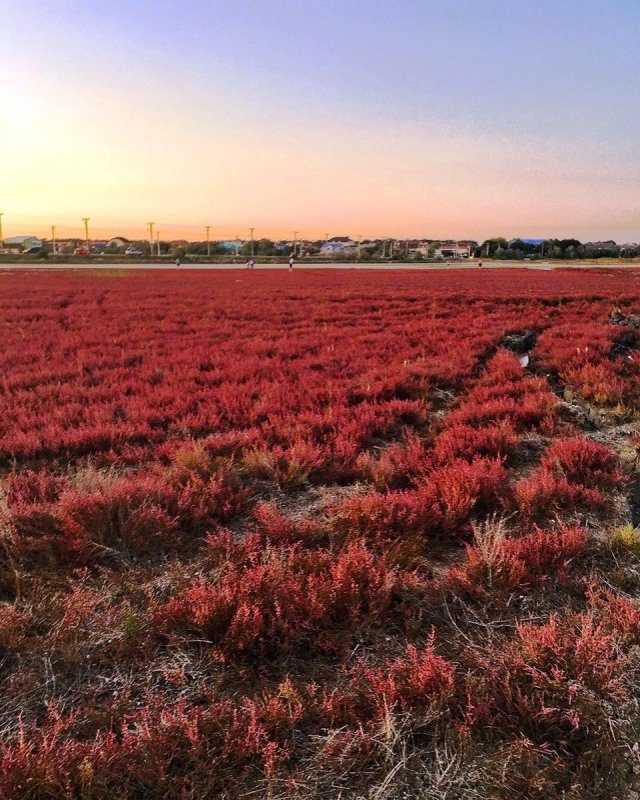 Salicornia perennans