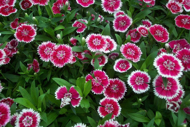 Dianthus chinensis