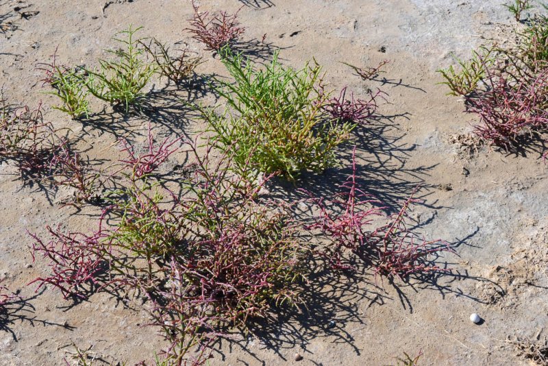 Солерос (Salicornia)