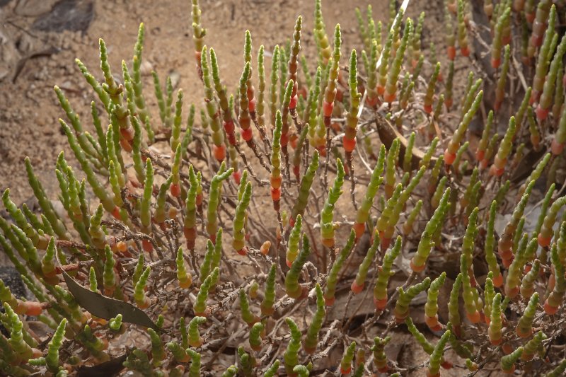 Salicornia perennans