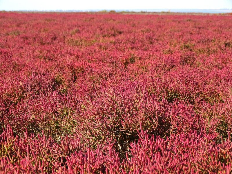 Salicornia perennans