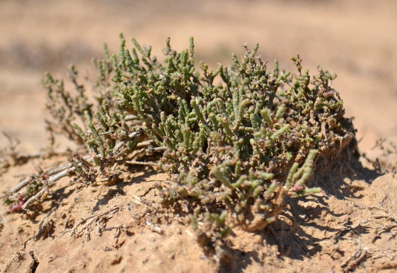 Солерос Salicornia herbacea