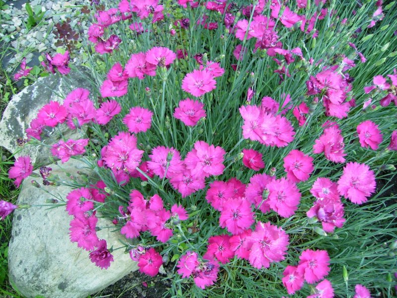 Гвоздика сизая Dianthus gratianopolitanus