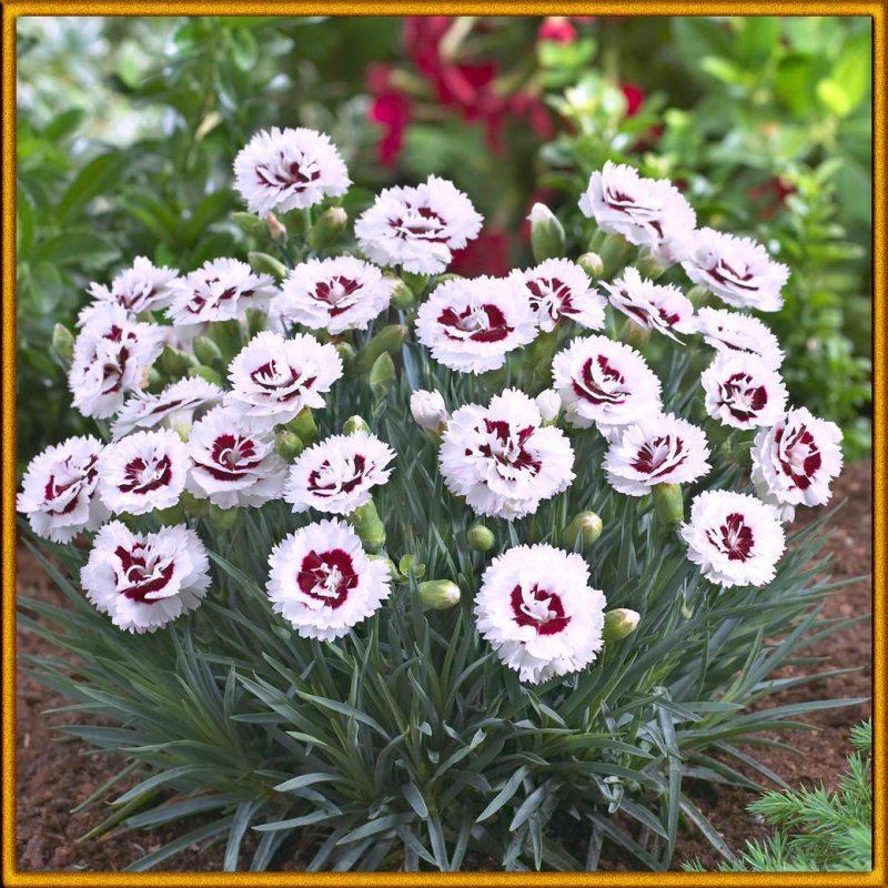 Гвоздика (Dianthus) шоугёрл