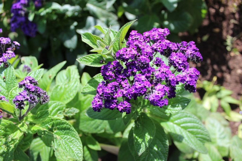 Heliotropium arborescens