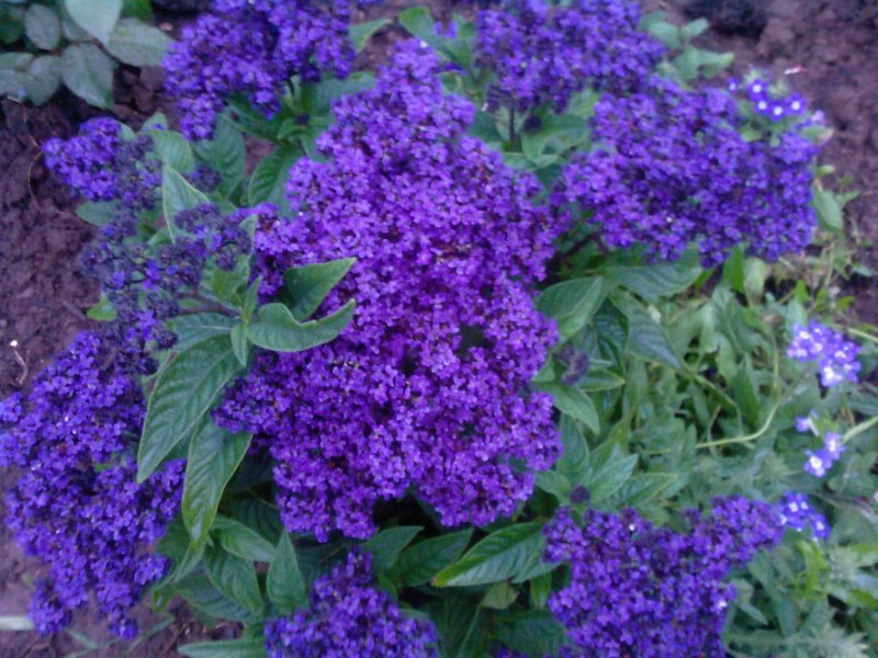 Гелиотроп Helios Blue