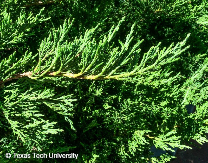 Можжевельник казацкий Tamariscifolia ниваки