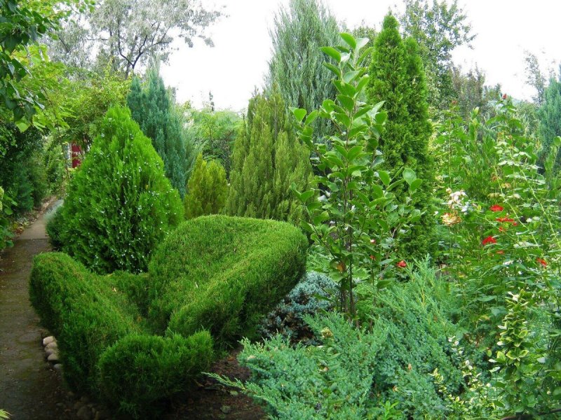 Можжевельник казацкий на балконе